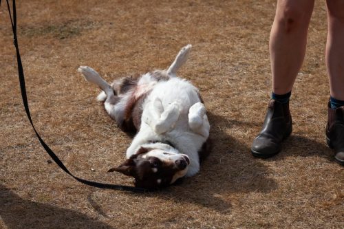 barrington 08092025-6781 54376853484 o