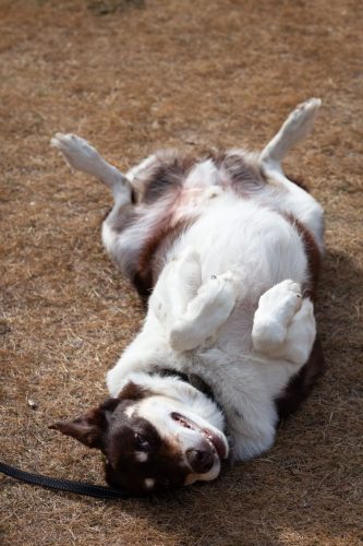 barrington 08092025-6784 54376652236 o