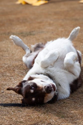 barrington 08092025-6785 54377044430 o